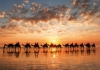 Picture of 1000 Golden sunset on Cable Beach, Australia