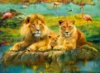 Picture of Lions in the Savanna Puzzle 500 Pieces
